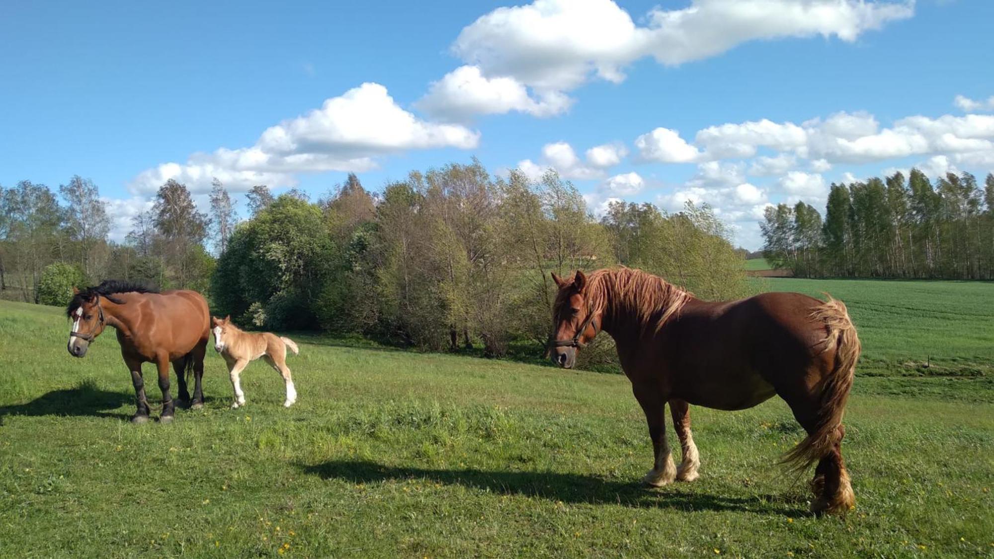 Siedlisko Nad Lakami Villa Exteriör bild